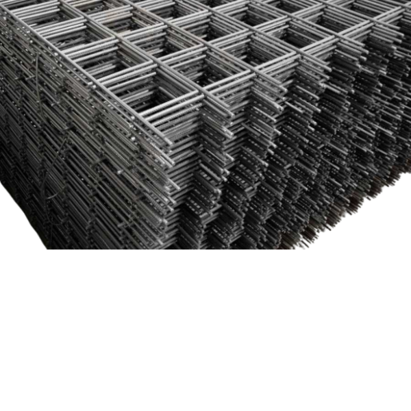 PLASA SUDATA STRIATA